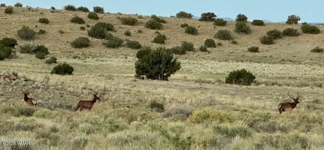 45 County Rd N6506 St. Johns, AZ 85936 - Photo 16 of 24 IMG_0555