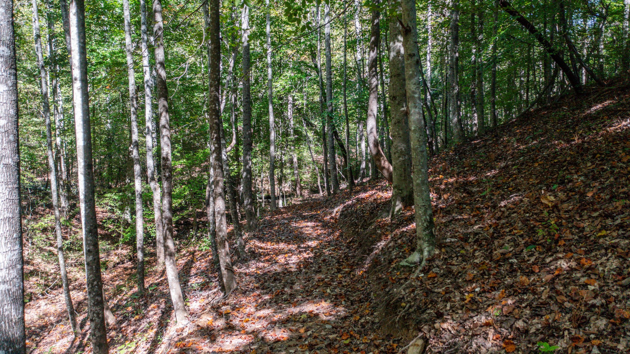 2341 Rhea Branch Road Ethridge, TN 38456 - Photo 59 of 70 Gallery Image 59