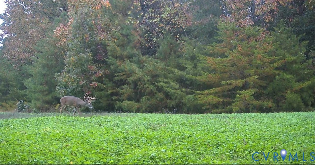 00 Nesting Road Jamaica, VA 23079 - Photo 4 of 5