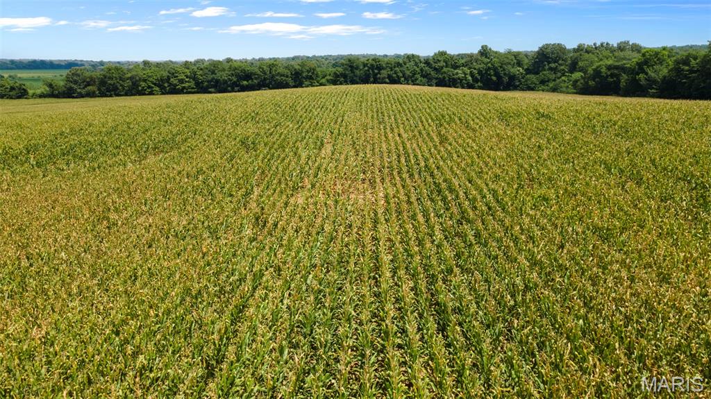 16314 State Hwy K Bloomfield, MO 63825 - Photo 17 of 83