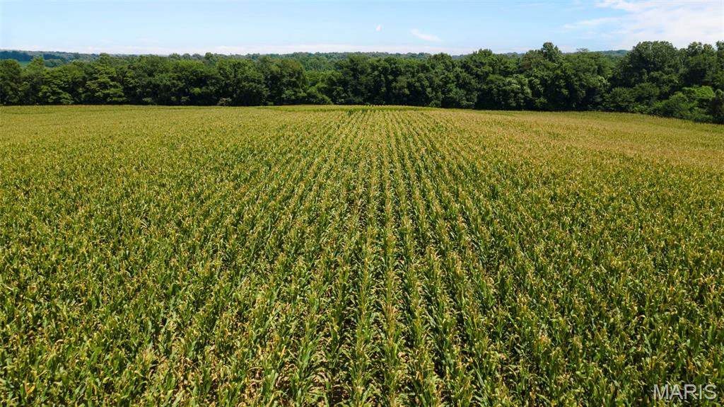 16314 State Hwy K Bloomfield, MO 63825 - Photo 18 of 83