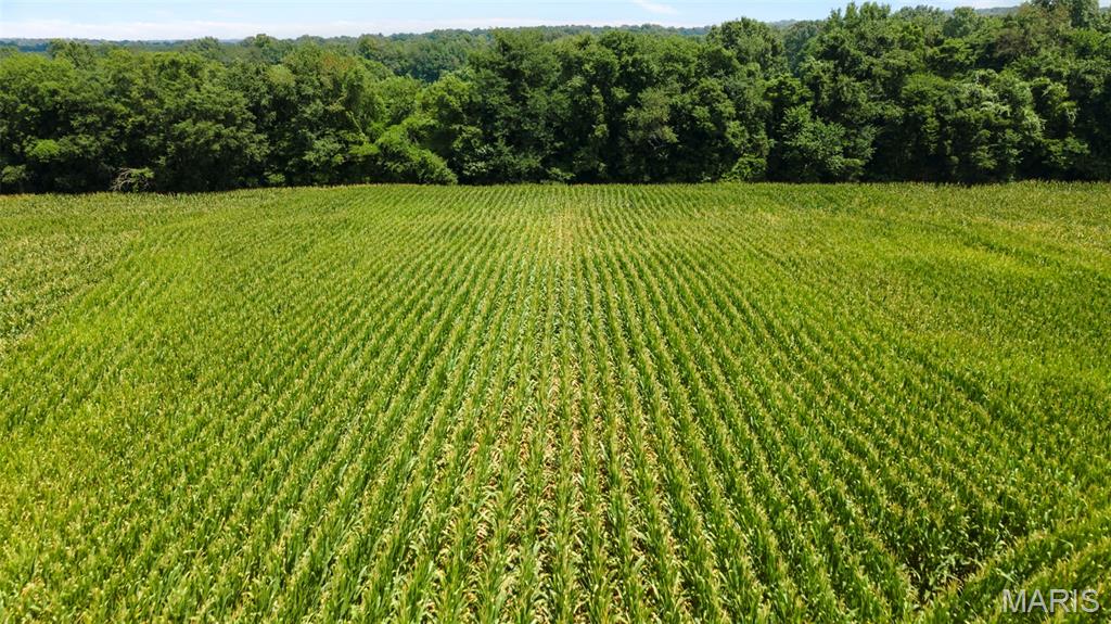 16314 State Hwy K Bloomfield, MO 63825 - Photo 19 of 83