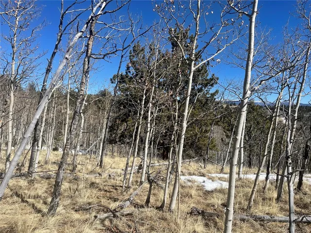 a view of a yard with plants and large trees