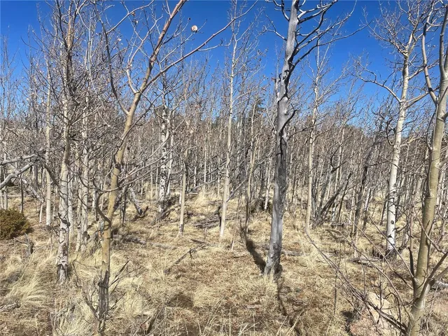 a view of a yard with trees