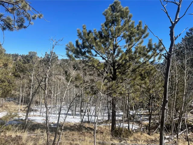 a view of a forest filled with trees