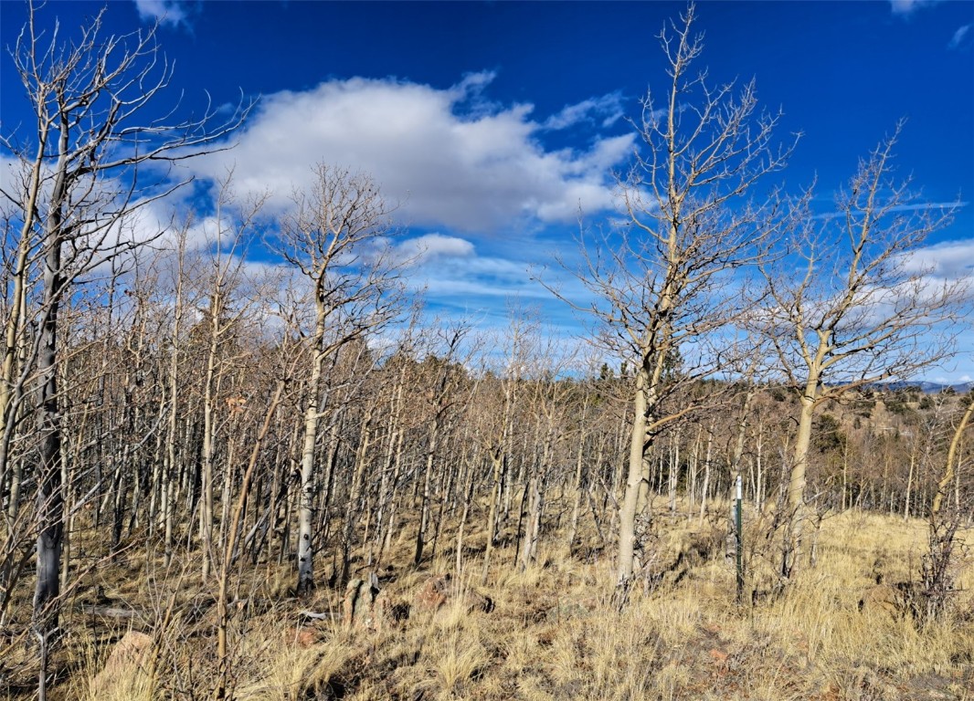 83 Killdeer Trail Como, CO 80432 - Photo 9 of 21 a view of a yard with a tree
