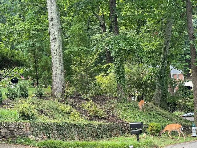 $2,295 | 3120 Stoneridge Road Southwest, Roanoke, VA 24014