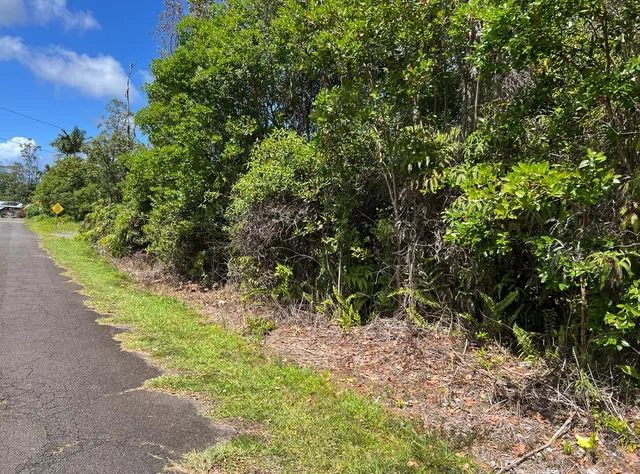 a view of a yard with plants and large trees
