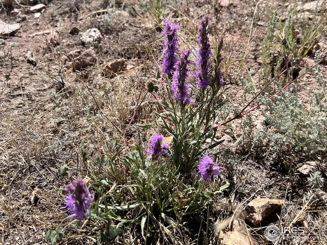 a view of mountain and tree in the background
