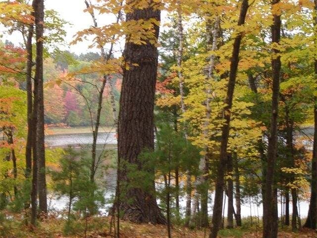 On Brandy Lake Road Woodruff, WI 54568 - Photo 5 of 7 Gallery Image 5
