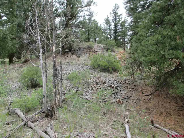 a view of a forest filled with trees