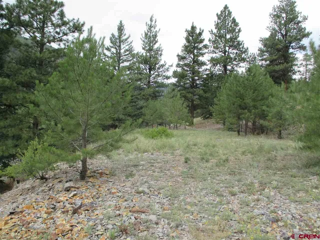 a view of a forest with trees in the background
