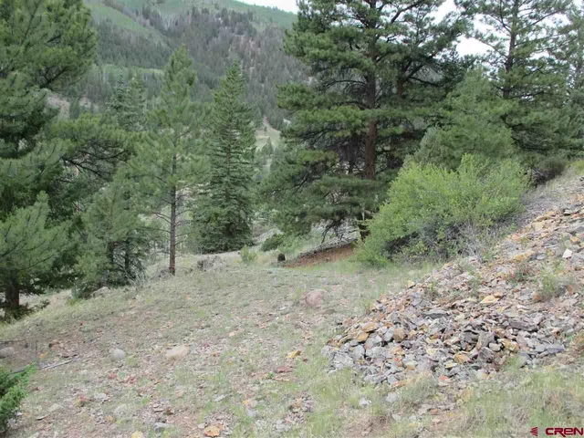 a view of a forest with trees in the background