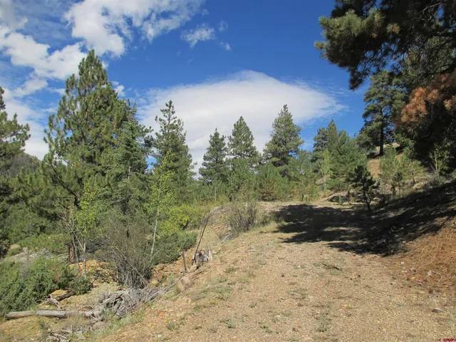 a view of a yard with a tree in it