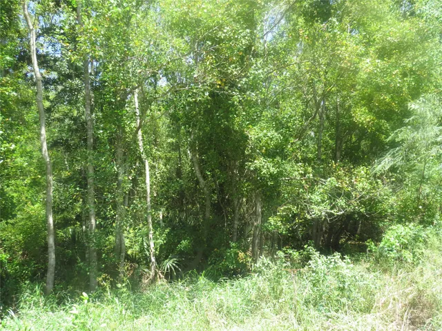 a view of a lush green forest