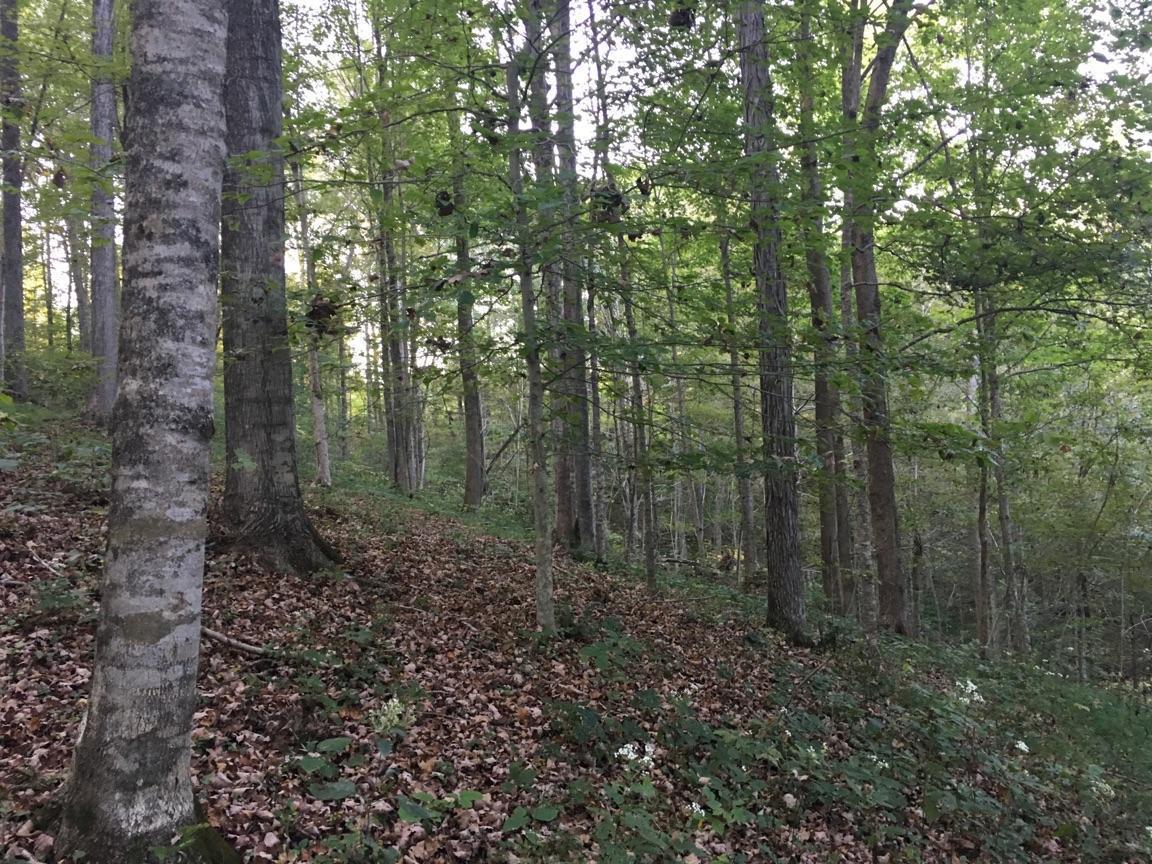 8748 Galen Road Lafayette, TN 37083 - Photo 5 of 13 Wooded Area 1