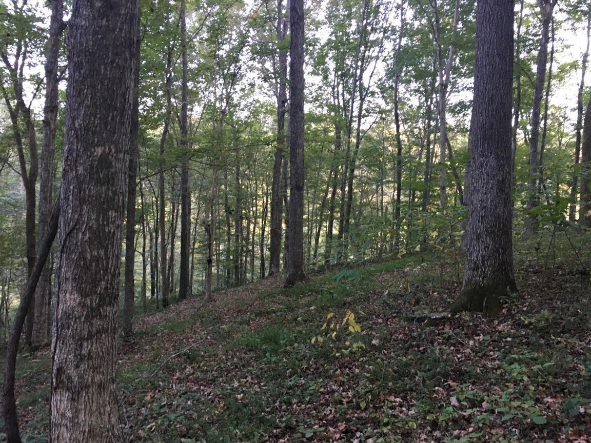 8748 Galen Road Lafayette, TN 37083 - Photo 6 of 13 Wooded Area 2