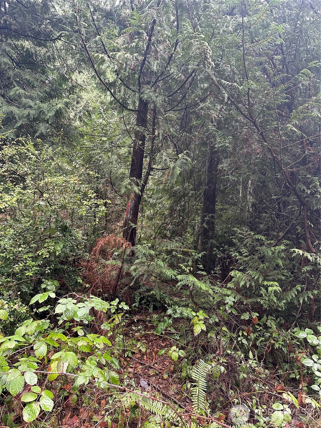 0 Bayview Road Clinton, WA 98236 - Photo 3 of 8 Gallery Image 3