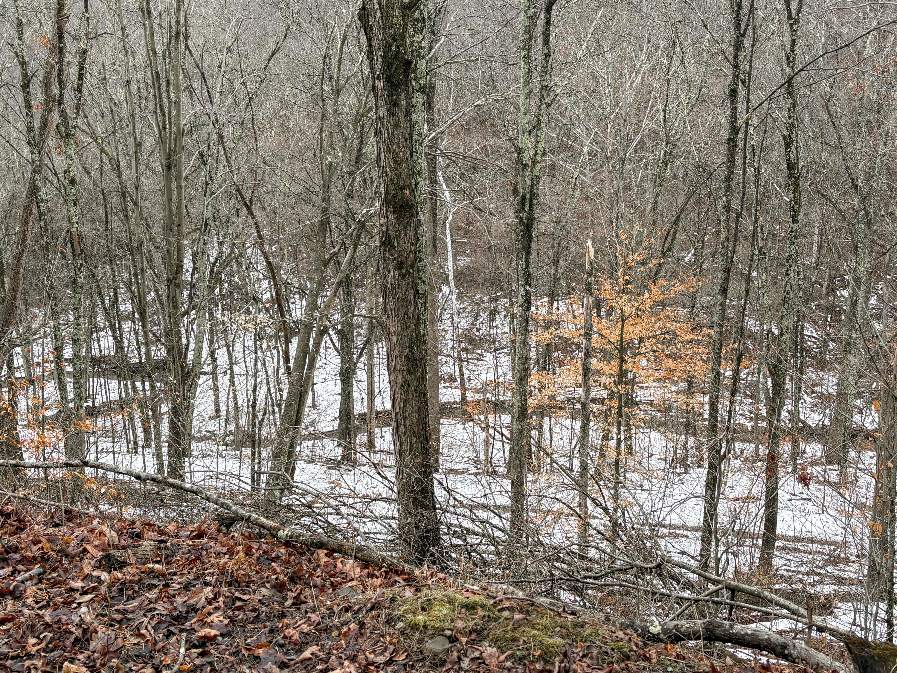 4 Twp Road Woodsfield, OH 43793 - Photo 13 of 31 Tract 4_TD-12