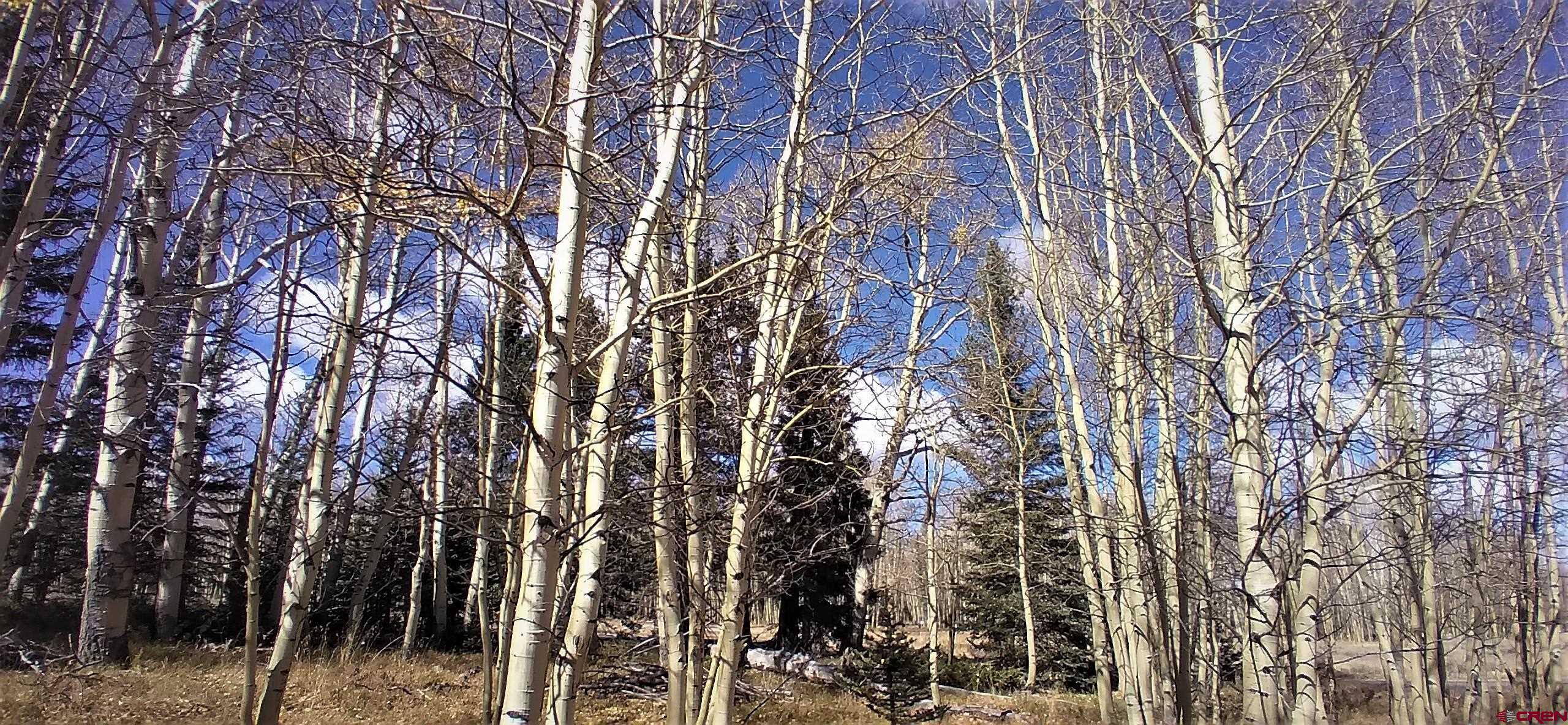 2170 Spruce Road Cimarron, CO 81220 - Photo 9 of 12 Gallery Image 9