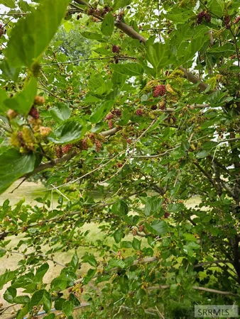 $799,000 | 1052 East 129 North, Idaho Falls, ID 83401