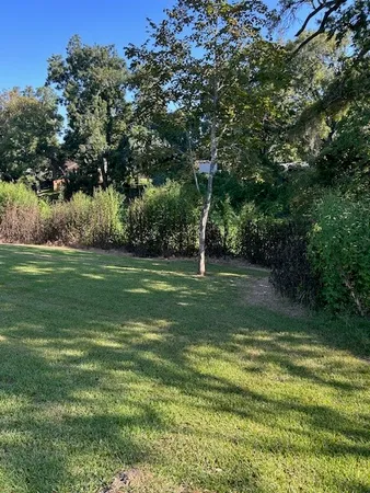 a view of a grassy area with large trees