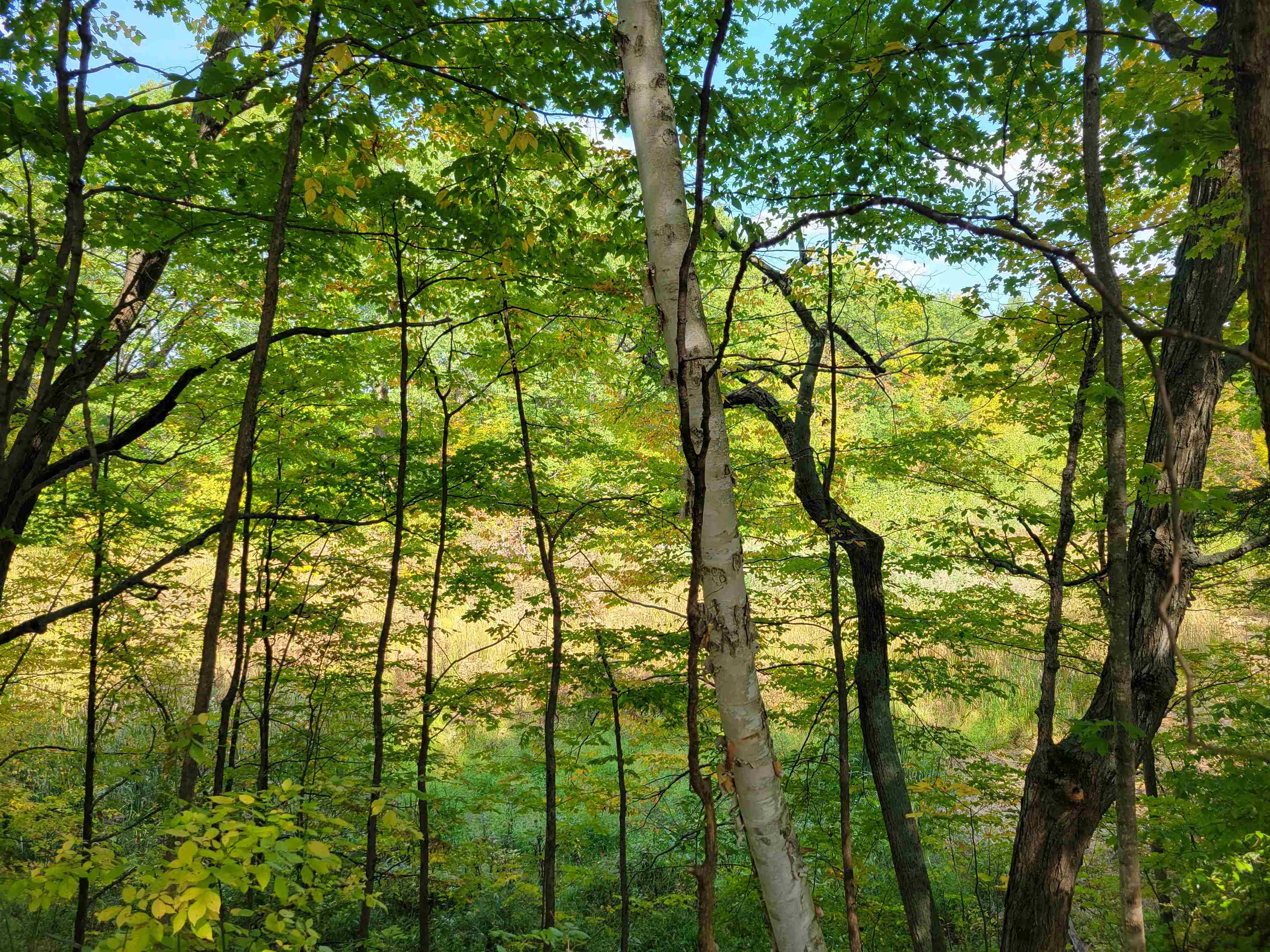 1.3-acres White Road Gladwin, MI 48624 - Photo 4 of 10