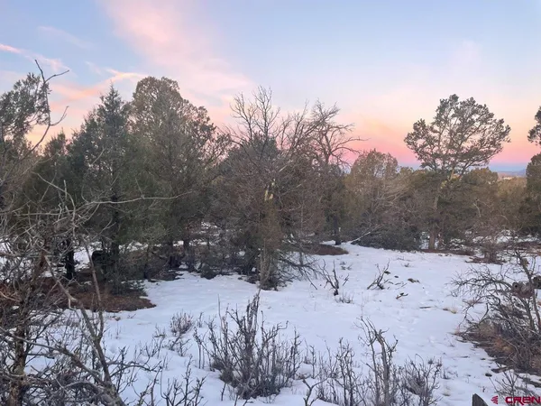 a view of a yard with a tree