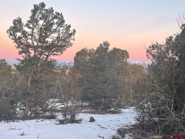 a view of a dry yard