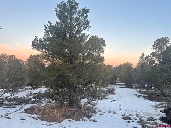 a view of a forest with a tree in the background