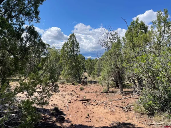 a view of a yard with plants and a tree