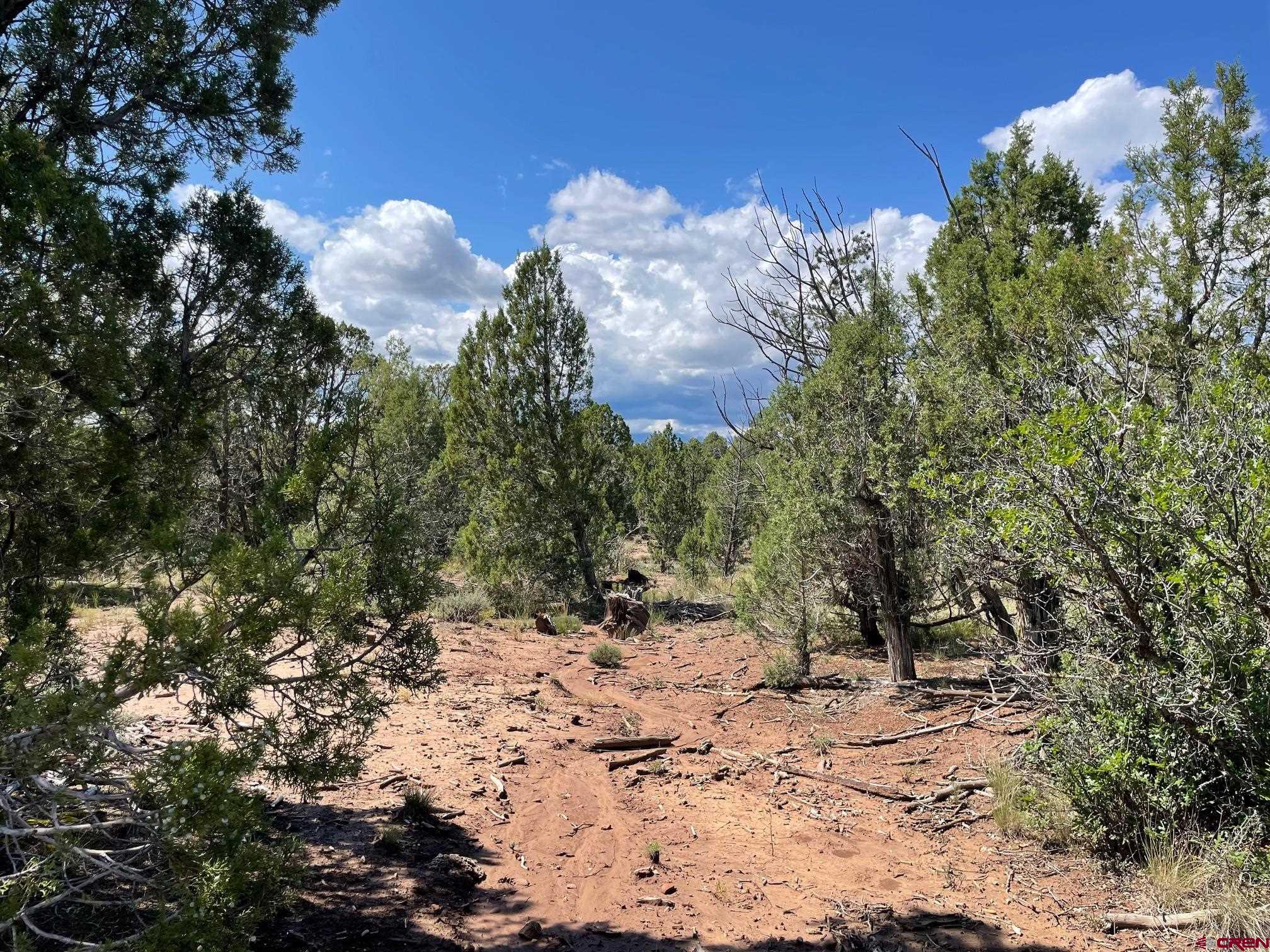 232 Rawhide Road Durango, CO 81303 - Photo 3 of 30 a view of a dry yard with trees
