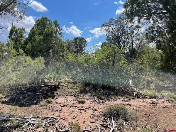 a view of a yard with a lot of trees