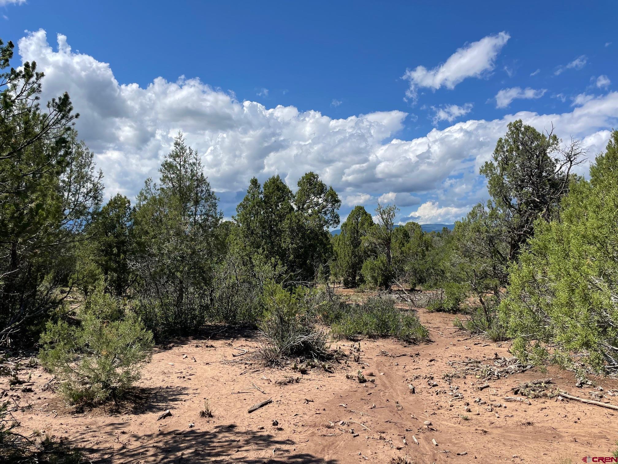 232 Rawhide Road Durango, CO 81303 - Photo 5 of 30 a view of a yard with a lot of trees