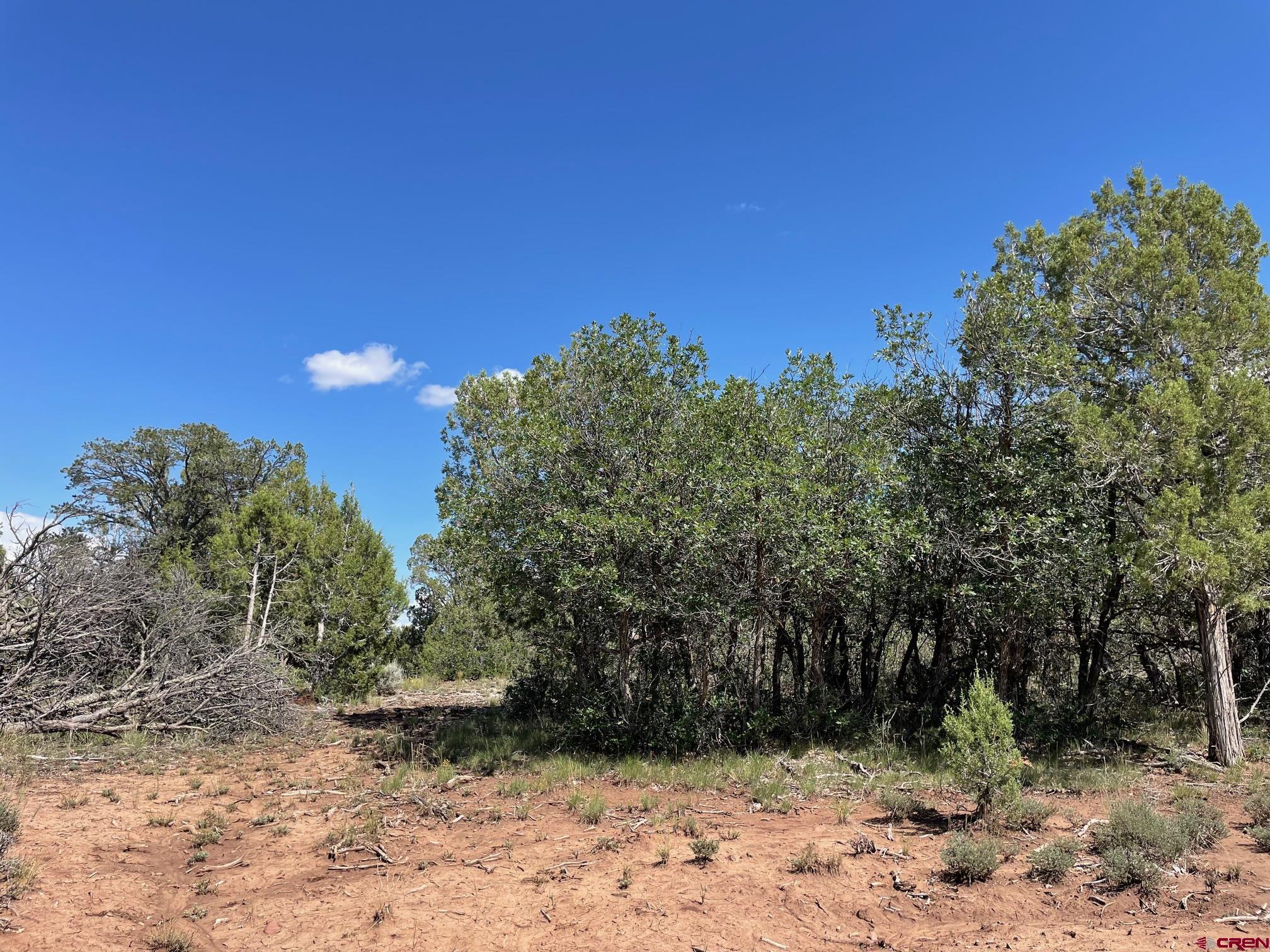 232 Rawhide Road Durango, CO 81303 - Photo 9 of 30 a view of a yard with a tree