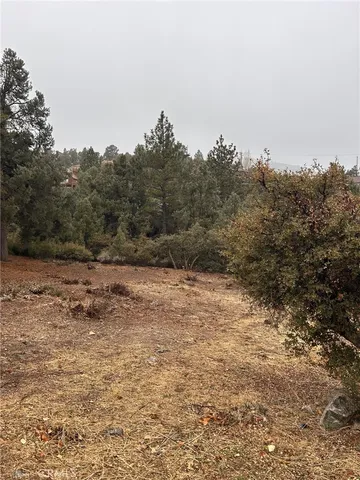 a view of a dry yard with trees in the background