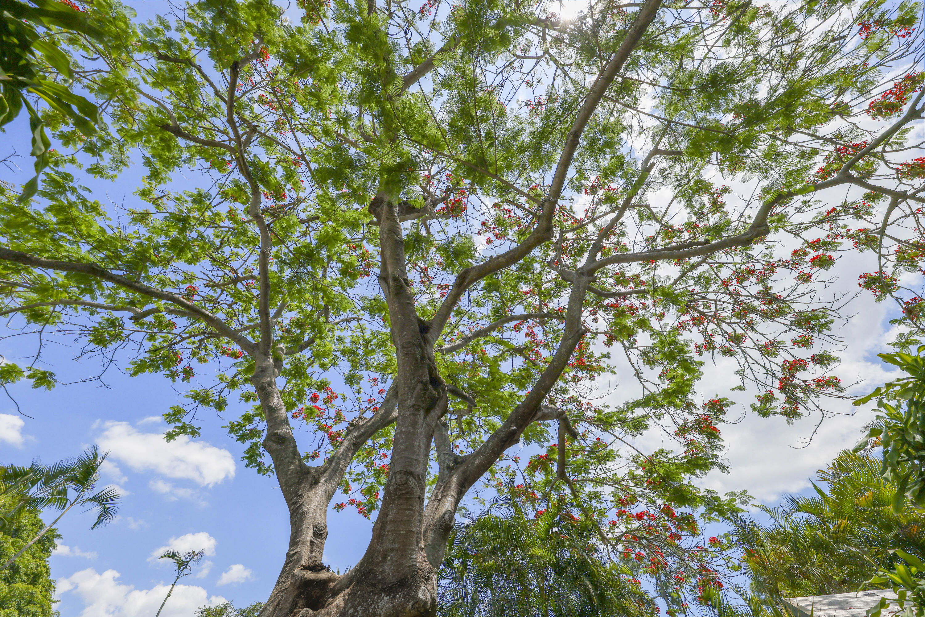 1720 Southwest 10th Street Boca Raton, FL 33486 - Photo 46 of 57 a picture of tree