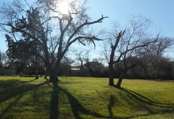 a view of yard with tree