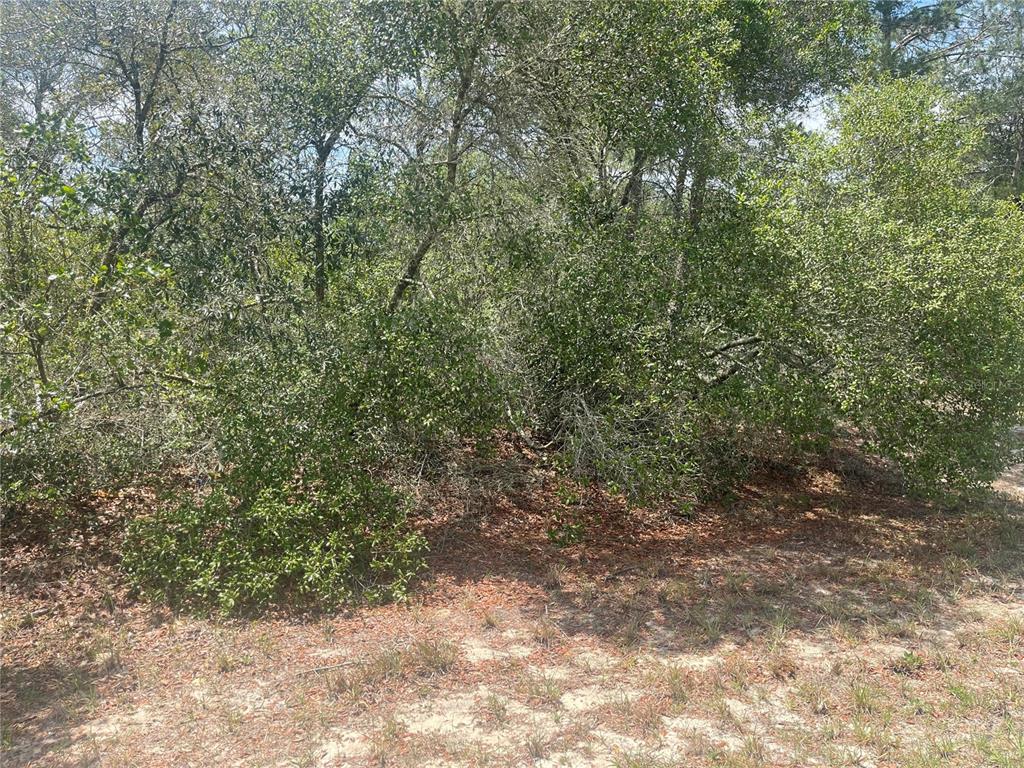 Tbd Southwest 23rd Avenue Road Ocala, FL 34473 - Photo 1 of 1