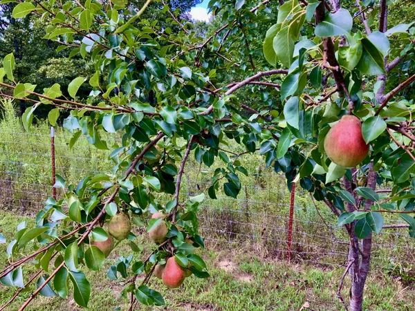 $824,999 | 2855 Highway 230, Nunnelly, TN 37137