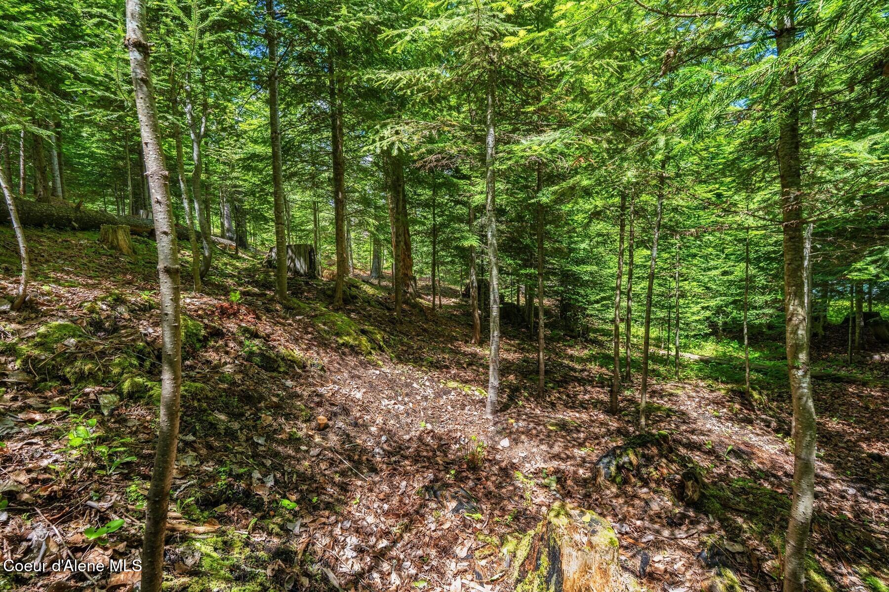 Lot 29 Bruin Road Nordman, ID 83848 - Photo 8 of 44 Gentle Slope