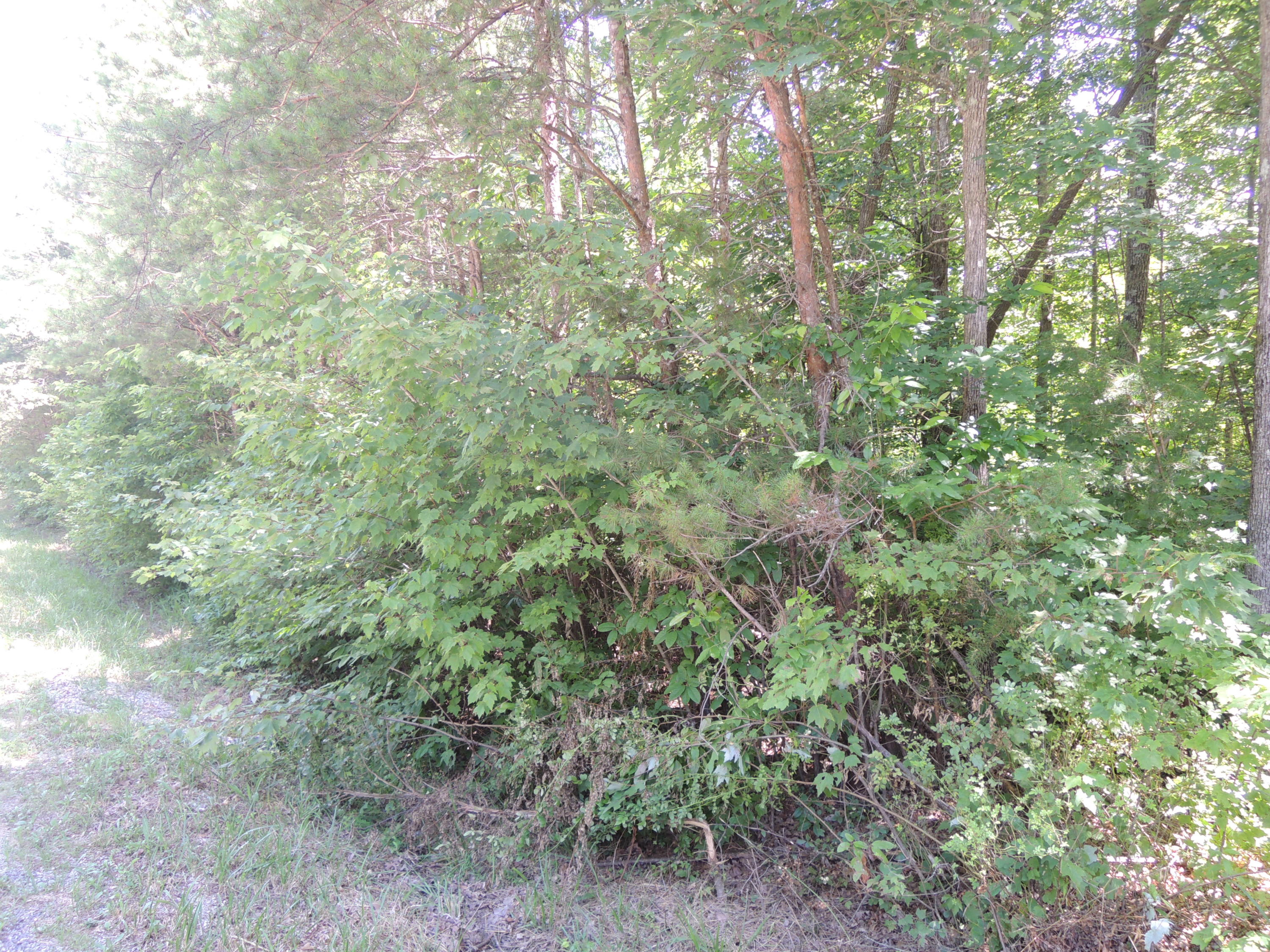 Pioneer Road Grimsley, TN 38565 - Photo 1 of 3 DSCN6371