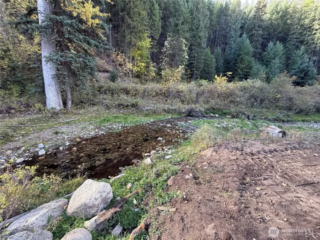 a view of a forest with a tree