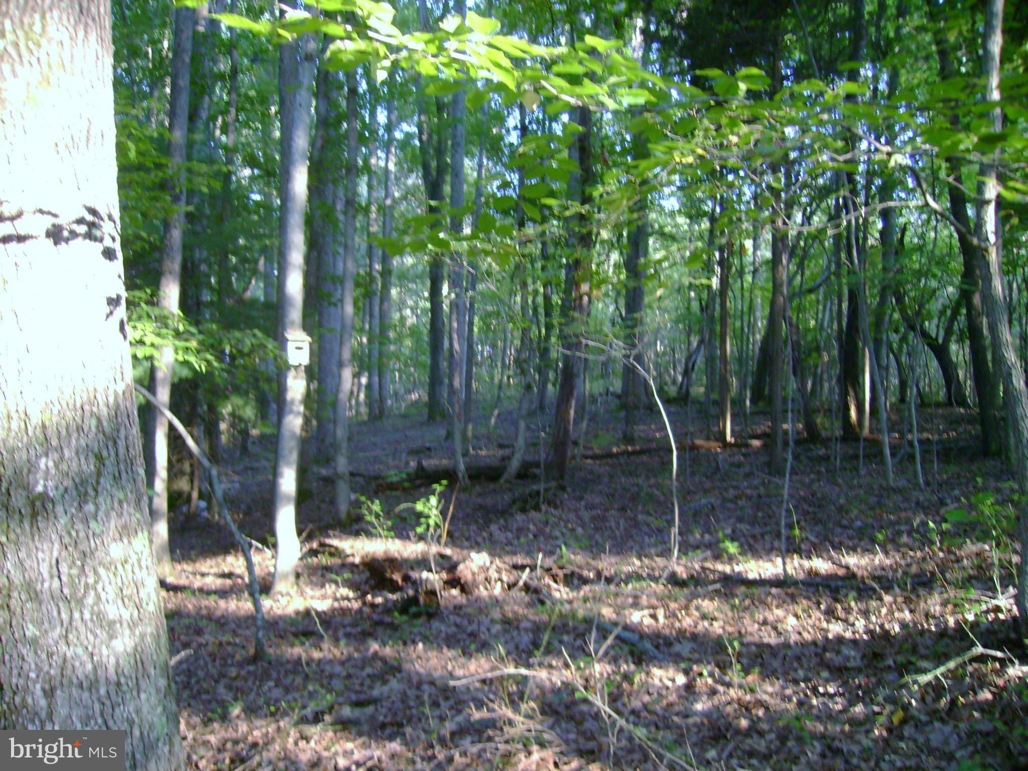 299 Whorton Hollow Road Castleton, VA 22716 - Photo 7 of 12 View