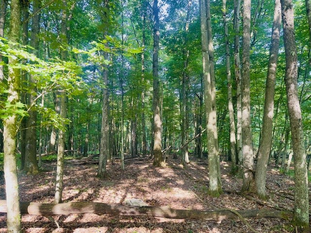 0 Neiltown Road Pleasantville, PA 16341 - Photo 2 of 11 a view of outdoor space and trees
