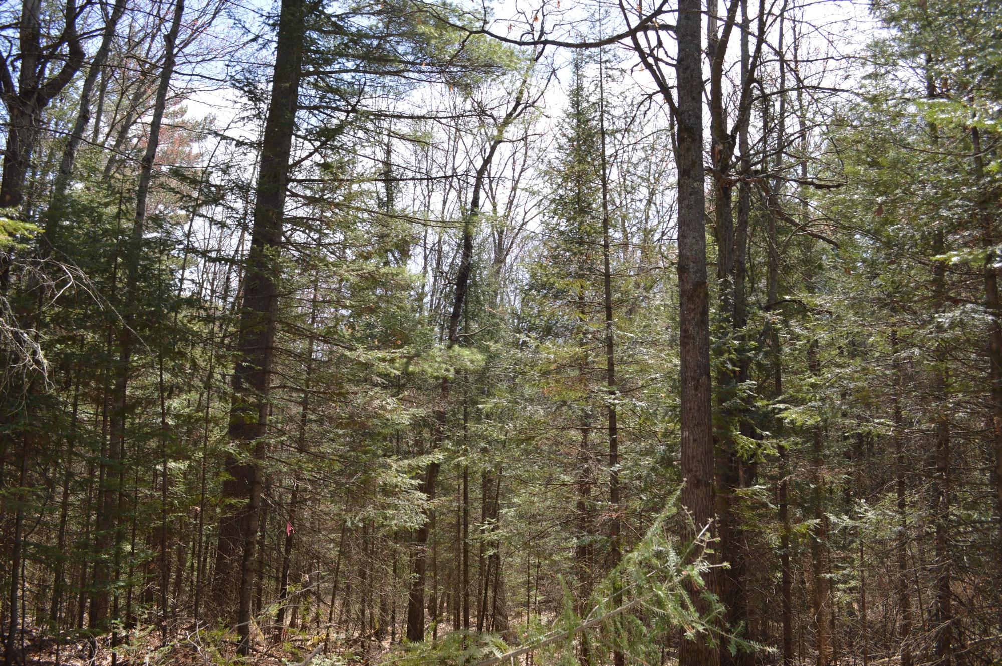 Lot 5 Columbus Road Conover, WI 54519 - Photo 11 of 14 Gallery Image 11