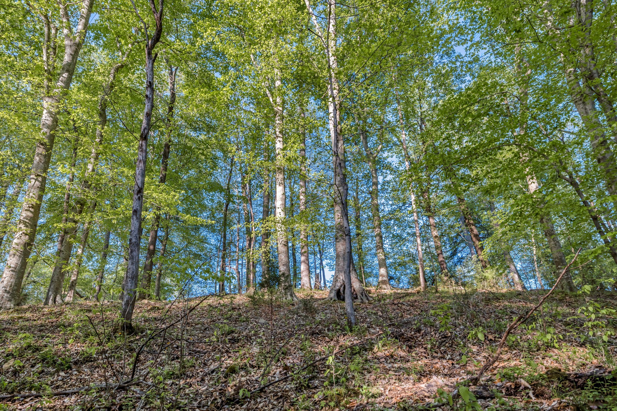 15 Greenbriar Road Franklin, TN 37064 - Photo 23 of 63 a view of a trees in a forest