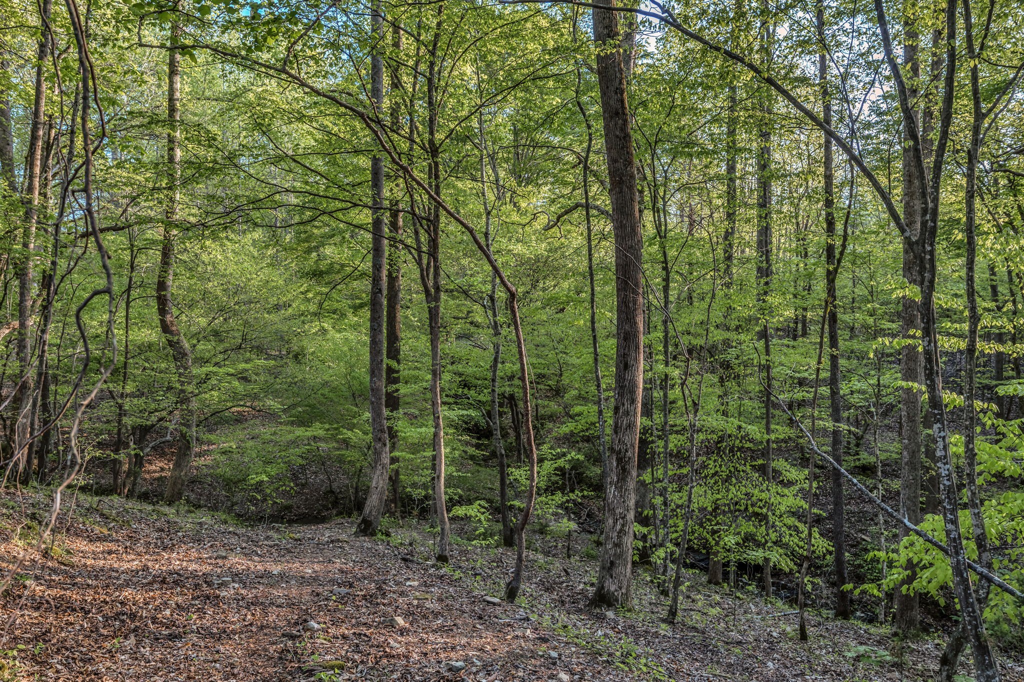 15 Greenbriar Road Franklin, TN 37064 - Photo 36 of 63 a view of a forest with trees
