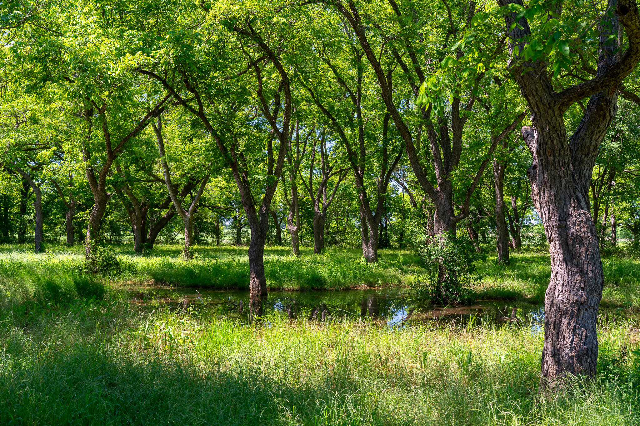400 619th Spur Elgin, TX 78621 - Photo 12 of 40 A tranquil, tree-lined setting with a serene pond, offering a peaceful natural escape.
