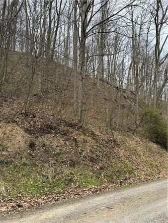 a view of a yard with trees